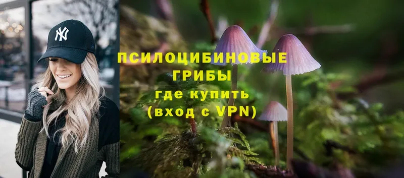 как найти закладки  Обнинск  Псилоцибиновые грибы Psilocybine cubensis 